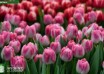 Tulipa Voque ® (3)